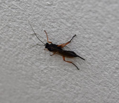 Réf. 294 956 : Pimpla rufipes